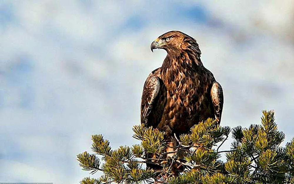 Berkut Aquila chrysaetos