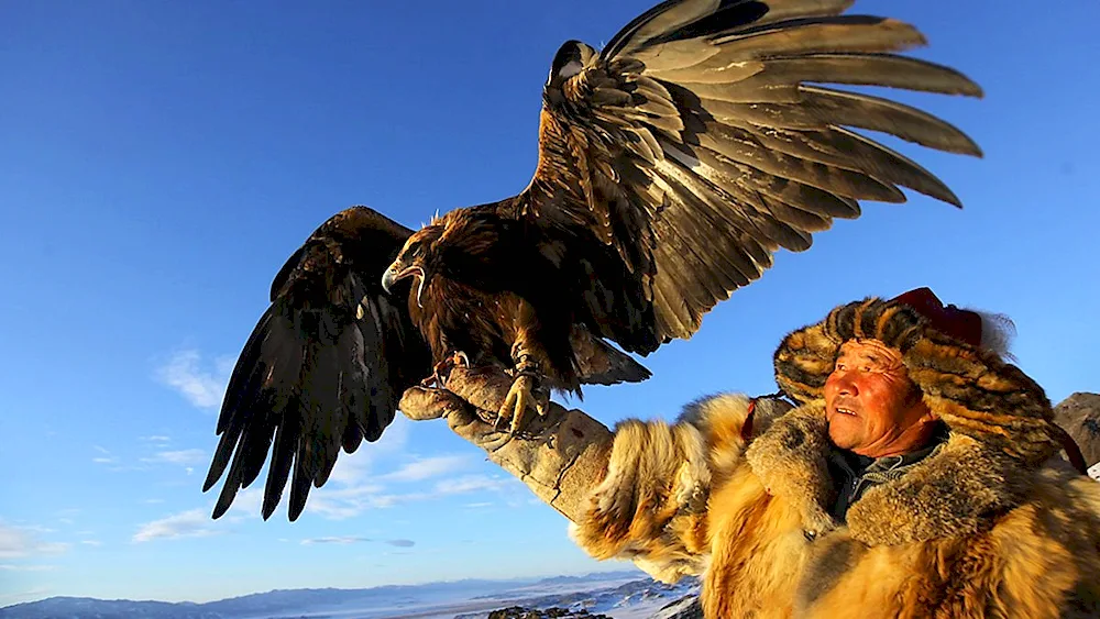 White-headed Golden Eagle