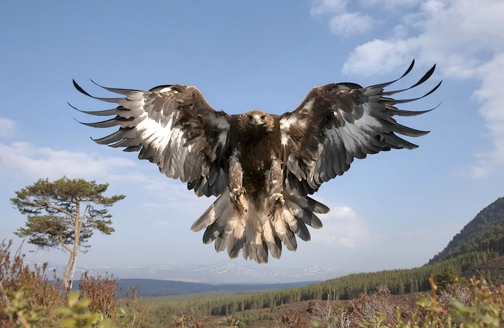 Berkut and White-tailed Eagle