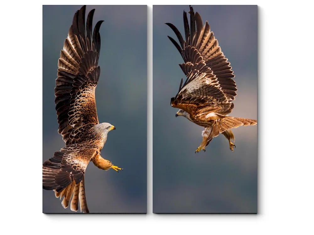 Blue-eyed birds of prey Falcon Peregrine Falcon