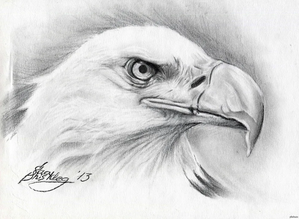 Eagle drawing