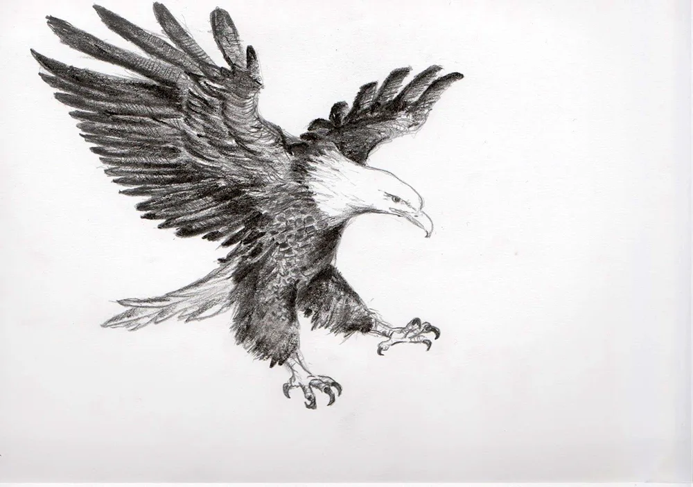 Eagle drawing