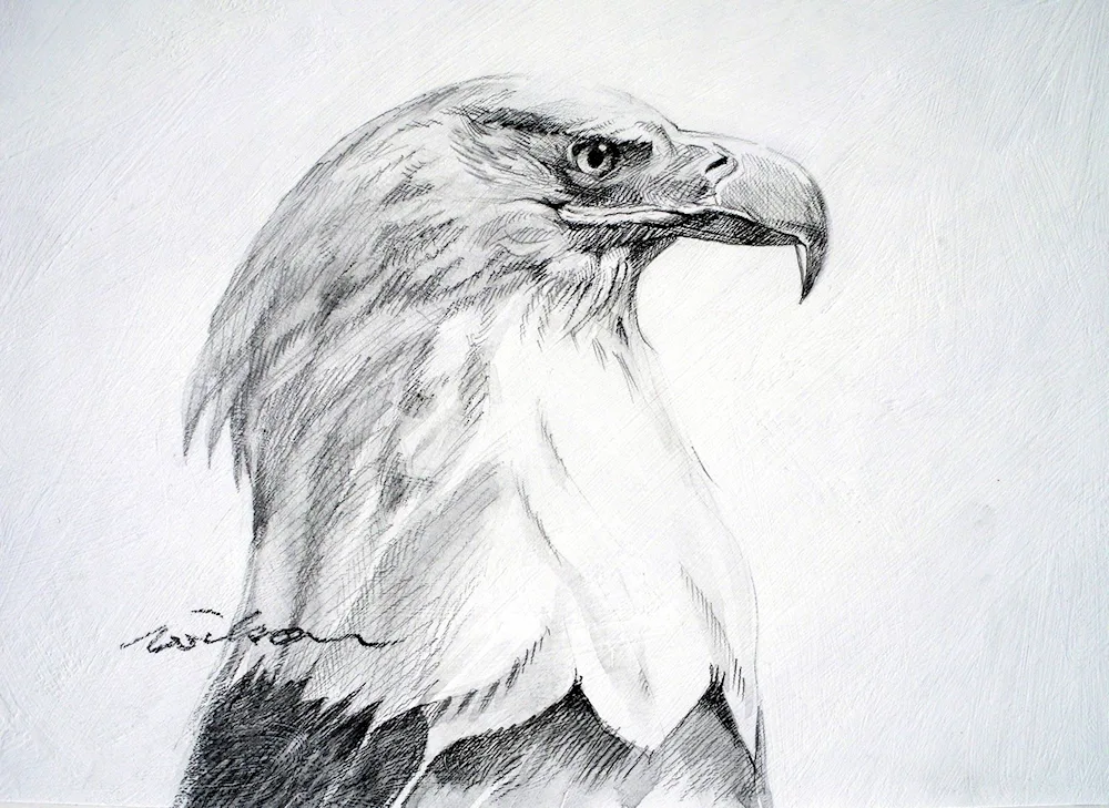 Eagle drawing