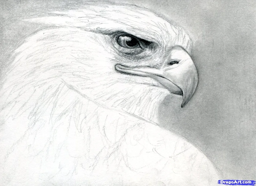 Eagle head sketch