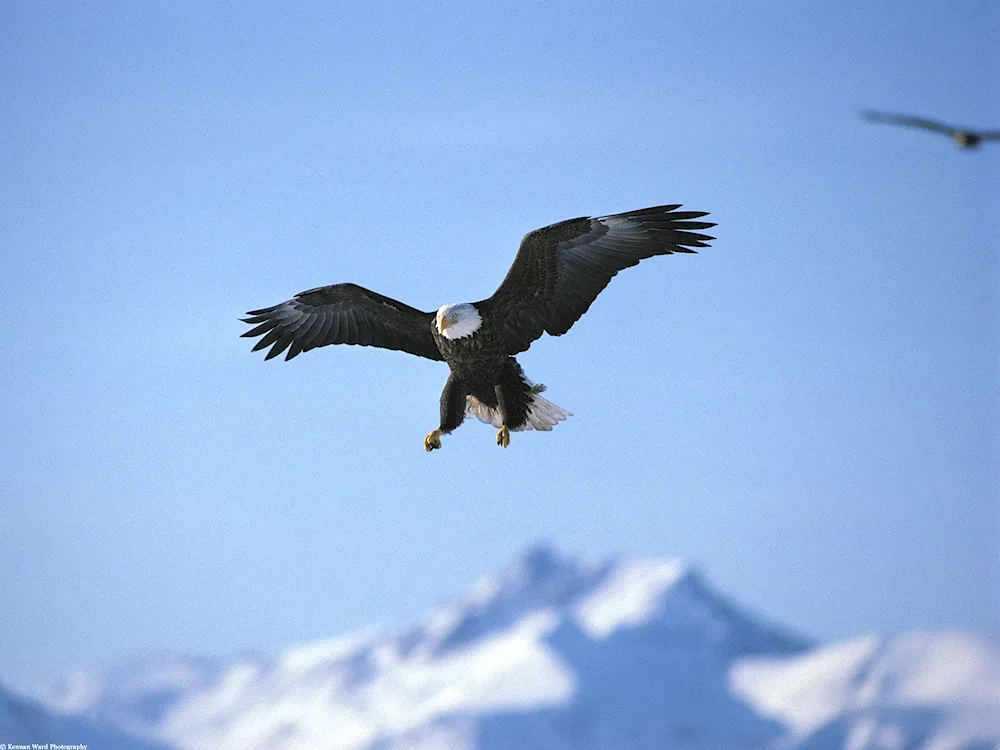 Bird in flight