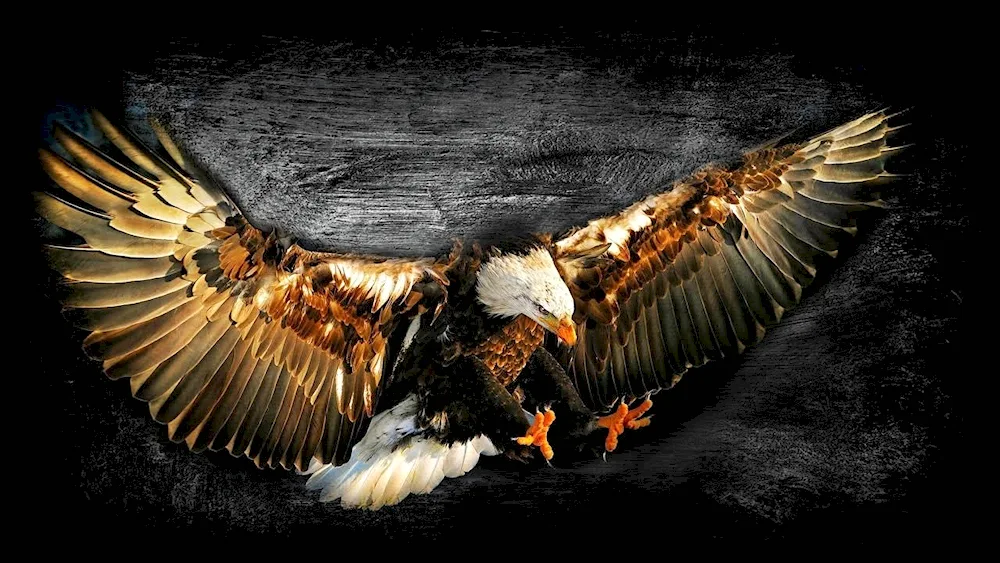 Eagle on a black background