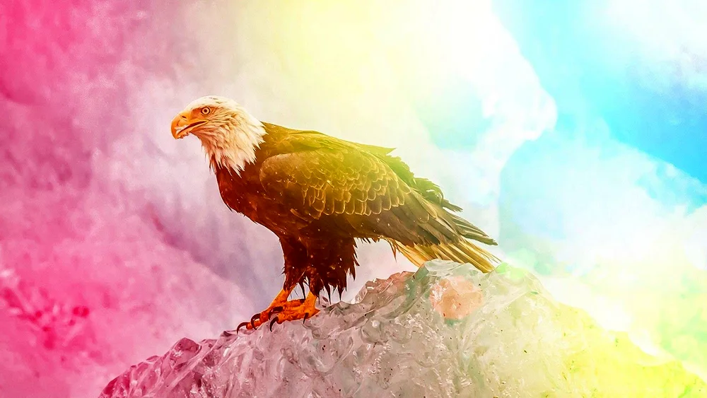 White-tailed Sea Eagle