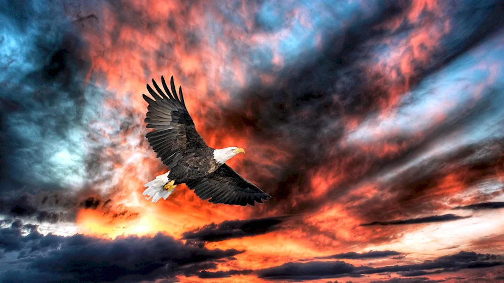 White-headed Eagle Eagle