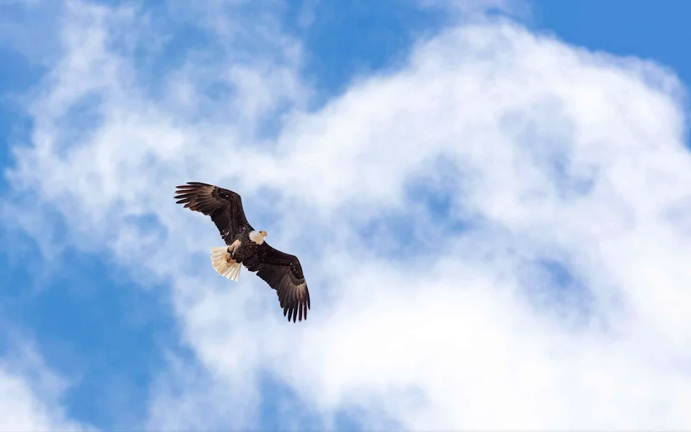 Eagle soaring in the sky