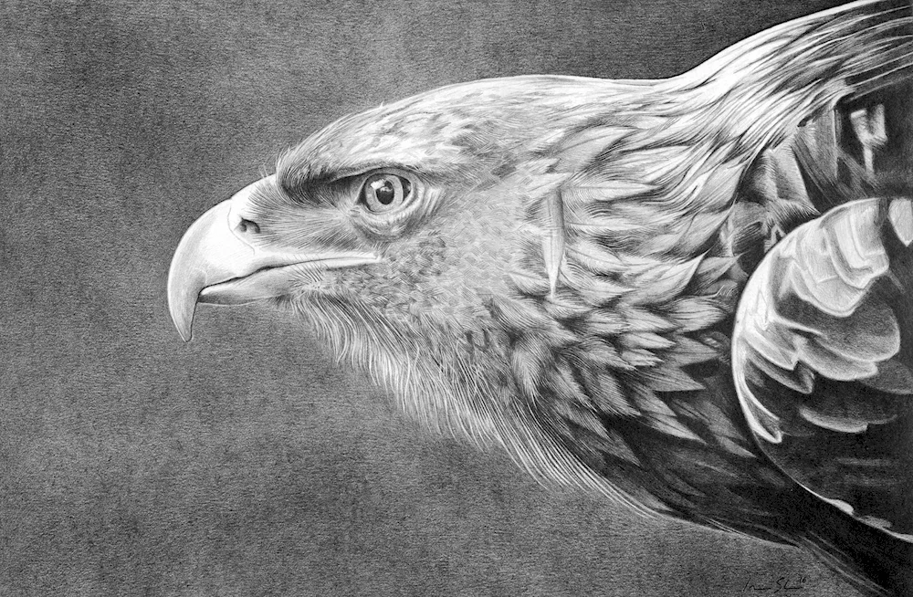 Eagle drawing