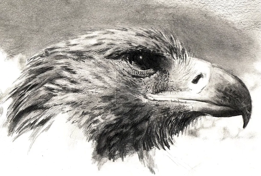Eagle drawing
