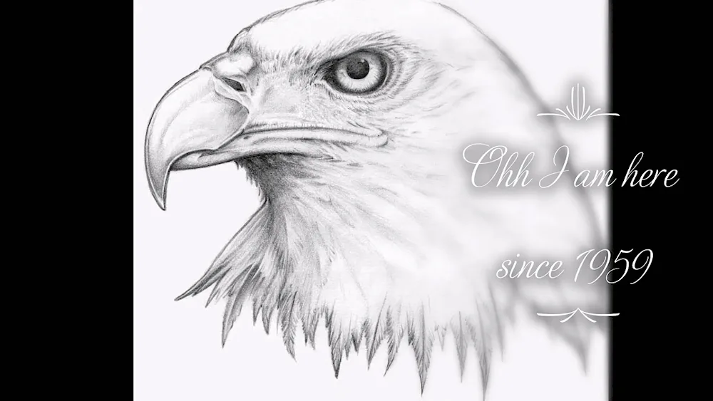 Eagle drawing