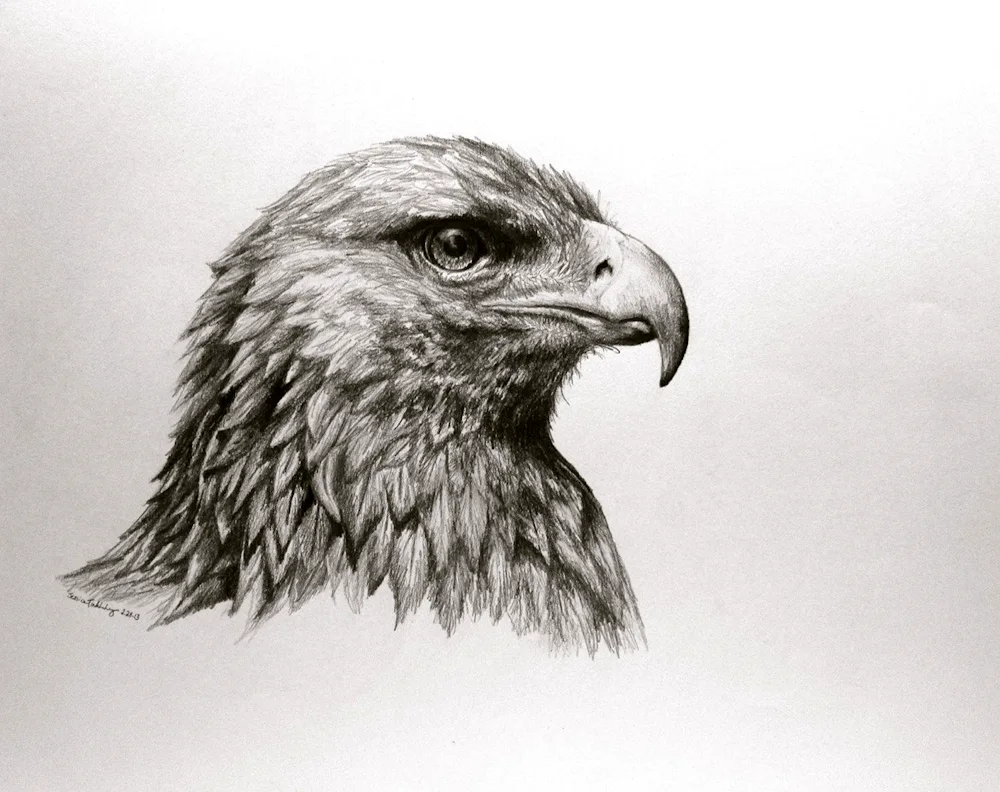 Eagle drawing