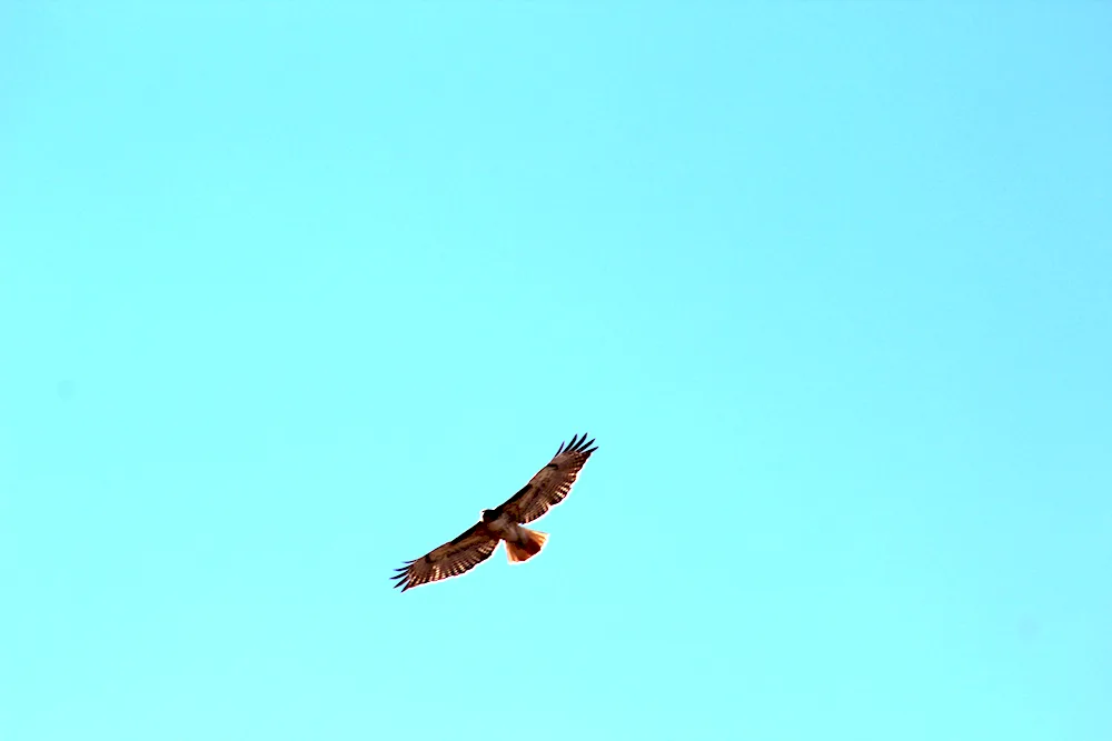 Eagle Falcon Falcon Peregrine Hawk