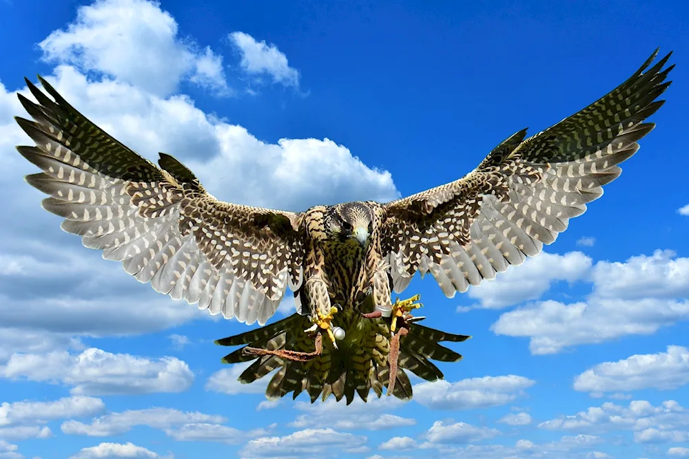 Eagle in the sky