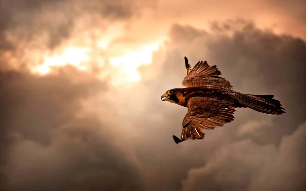 Turkestan saker falcon