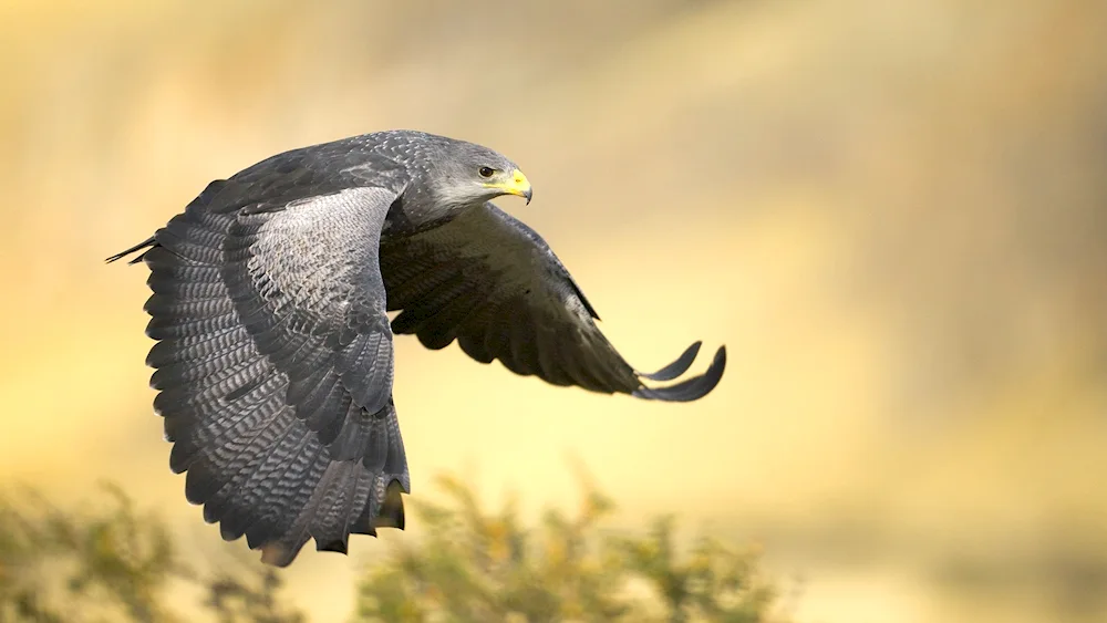 Peregrine Falcon birds of prey