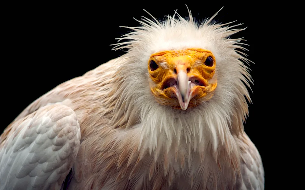 Eagle vulture