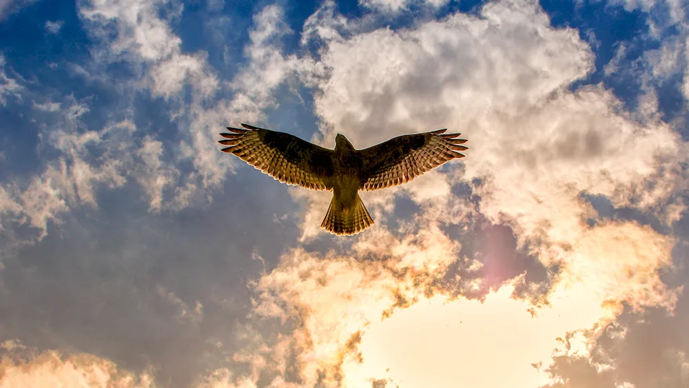 Hawk Gyrfalcon