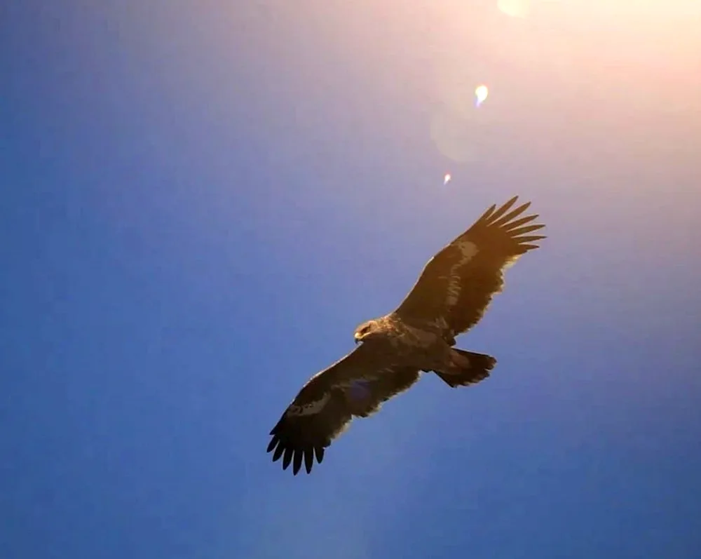 Bird in flight