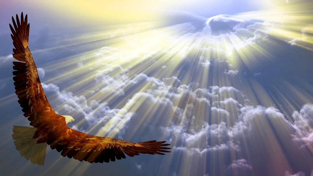 Filin wingspan