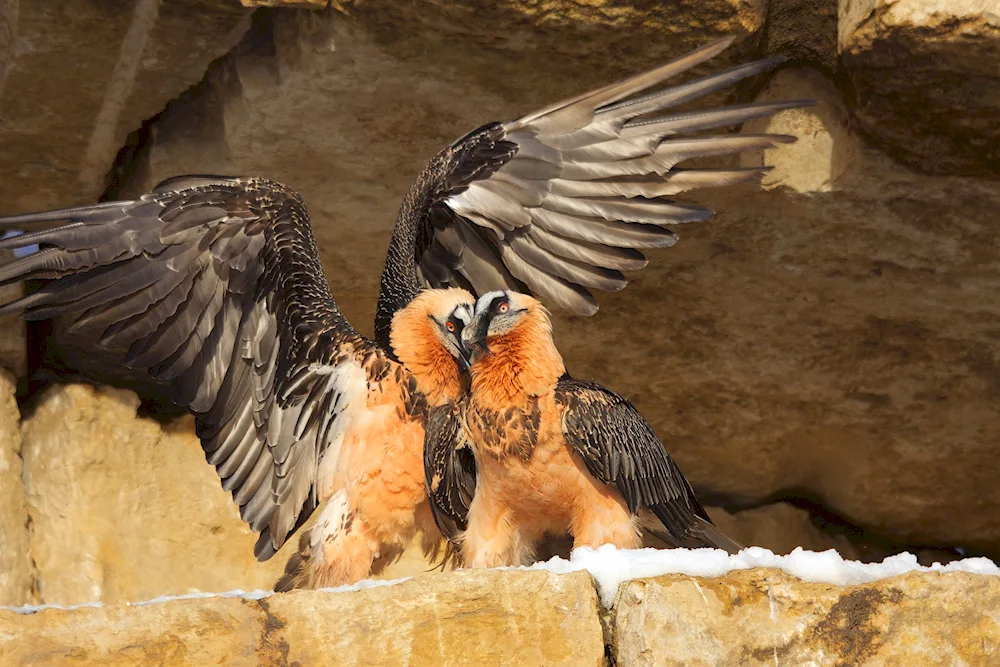 Eagle bird. Bearded Lamb