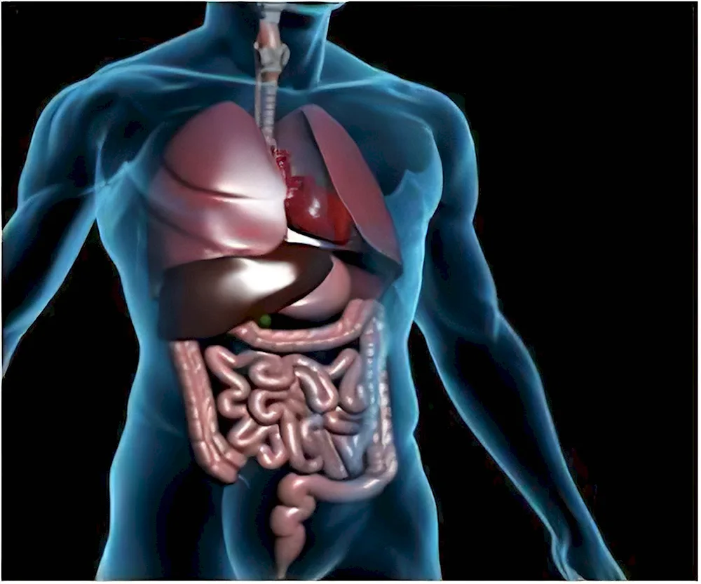 Human Heart with Organs