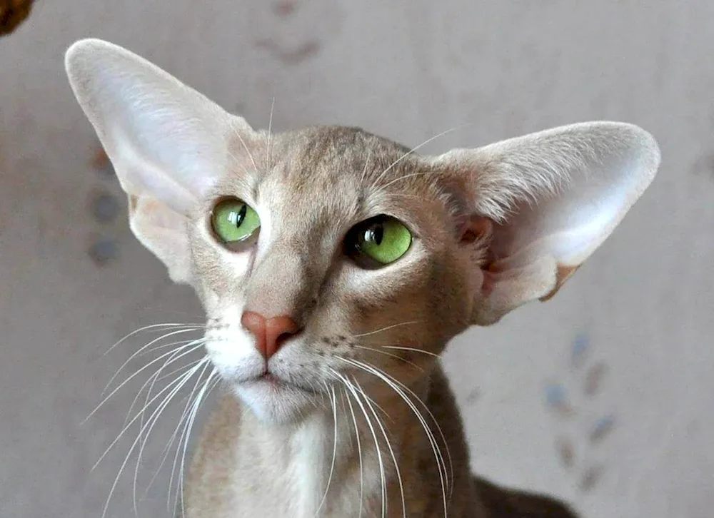 Cornish Rex Oriental cat