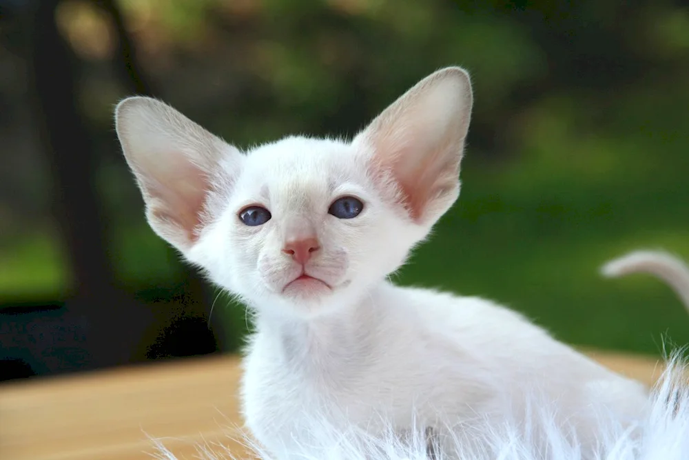 Eared cat. Oriental cat