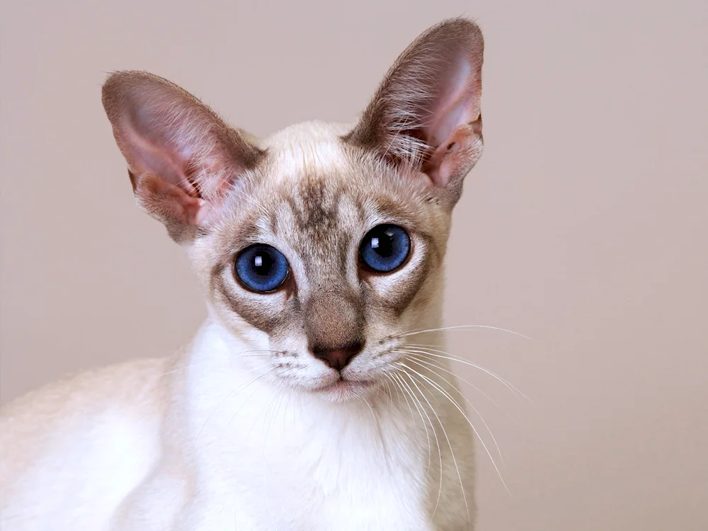 Devon rex cat