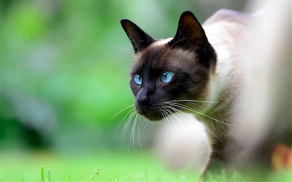 Balinese cat black