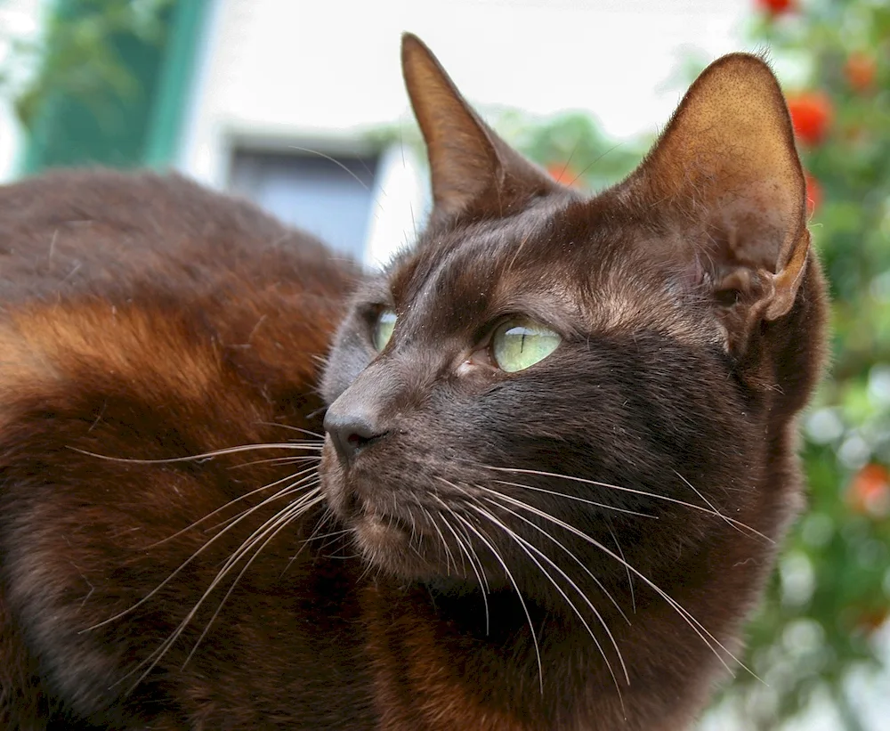 Oriental Havana Brown cat