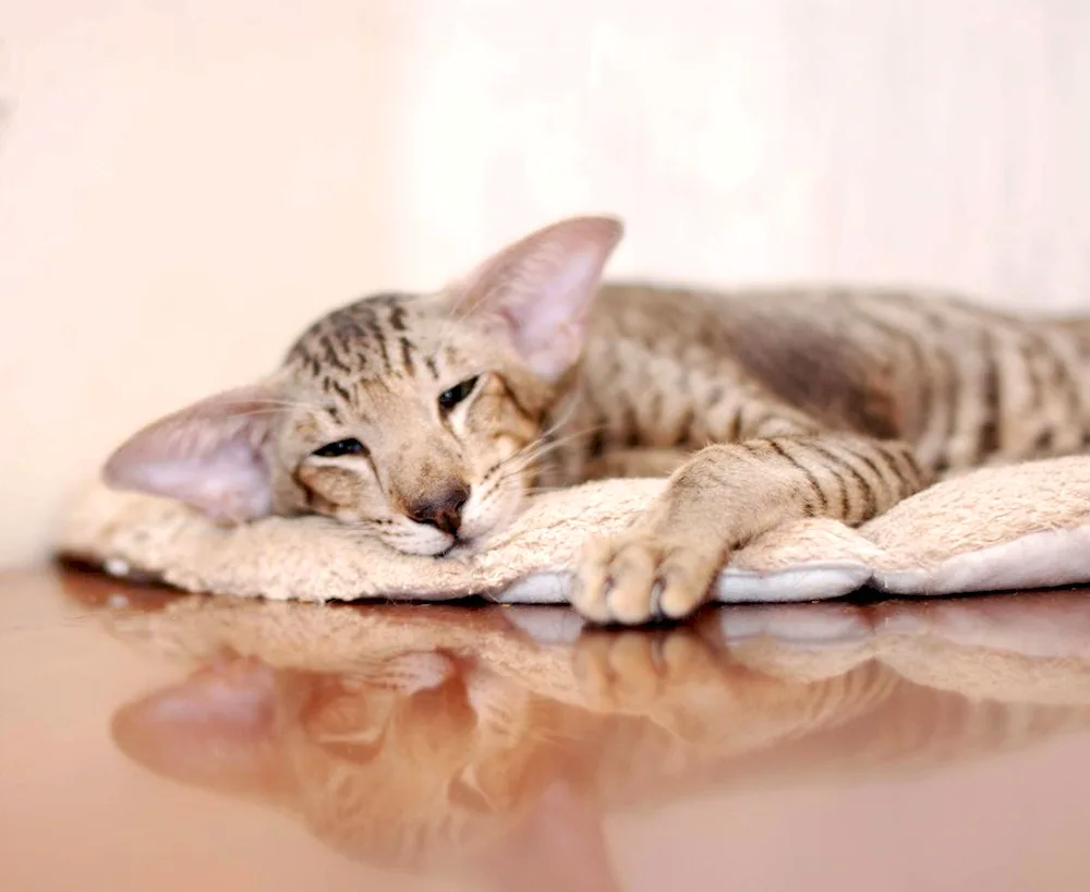 Oriental shorthair cat