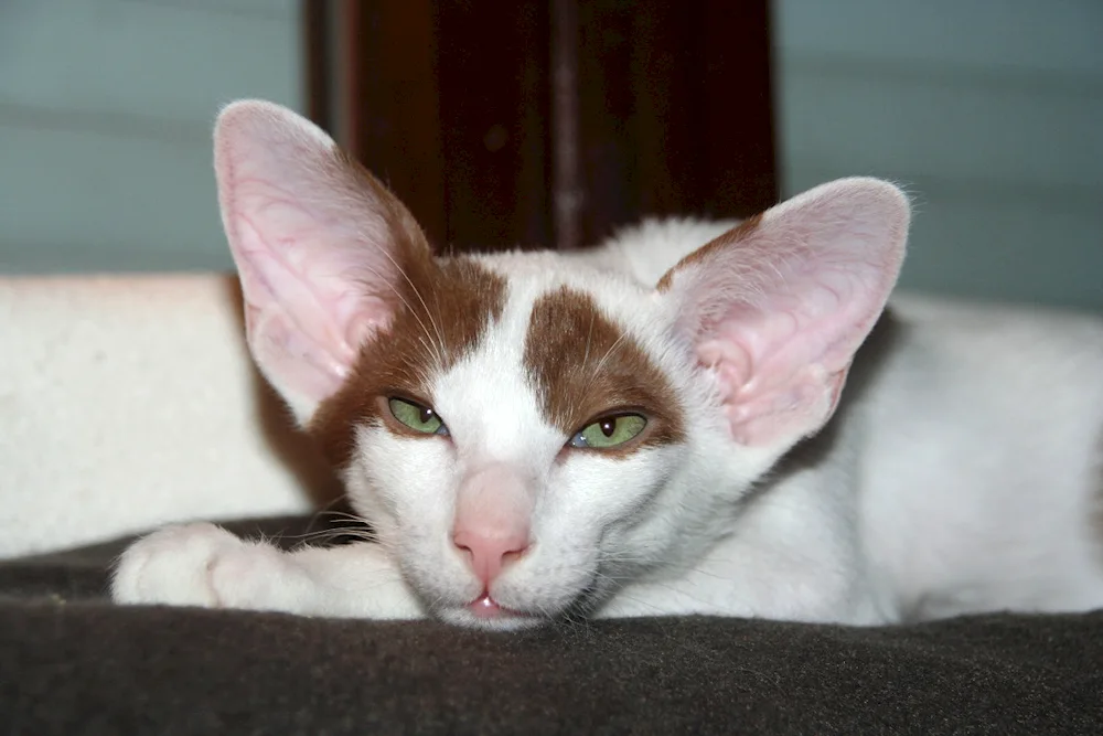 Oriental cat Georgian