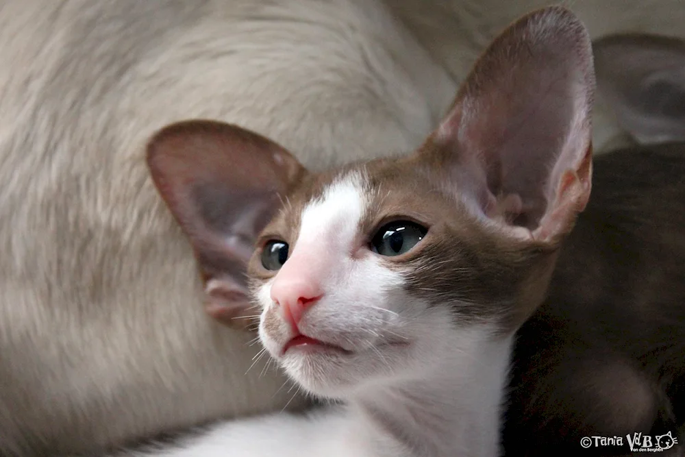 Oriental Georgian cat