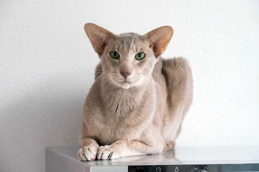 Abyssinian cat