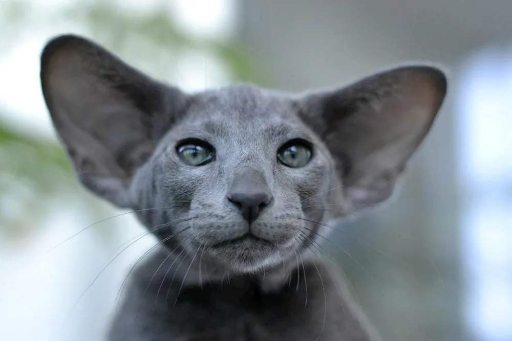 British Bombay cat