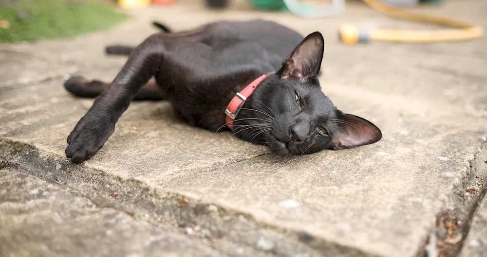 Oriental cat