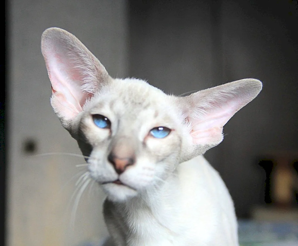 Oriental cat breed