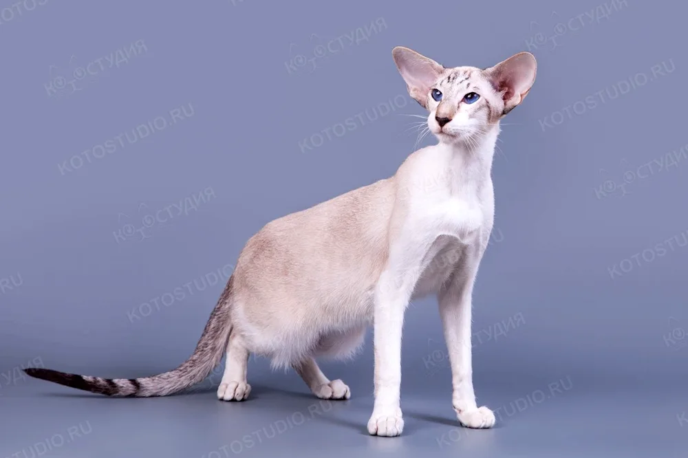 Siamese Oriental cat