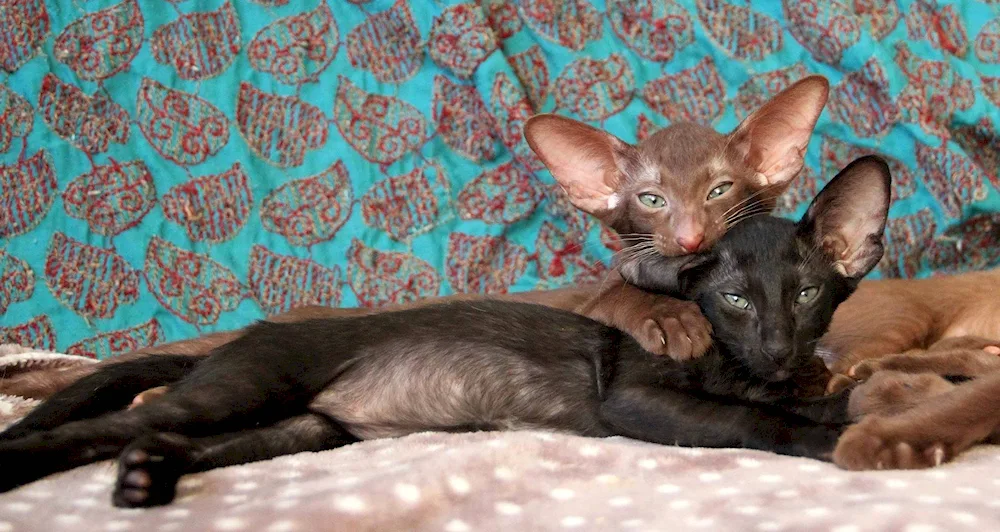 Oriental shorthair cat