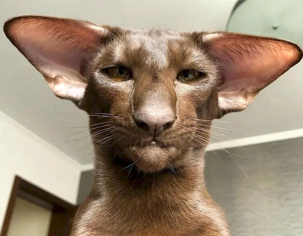Red cat
