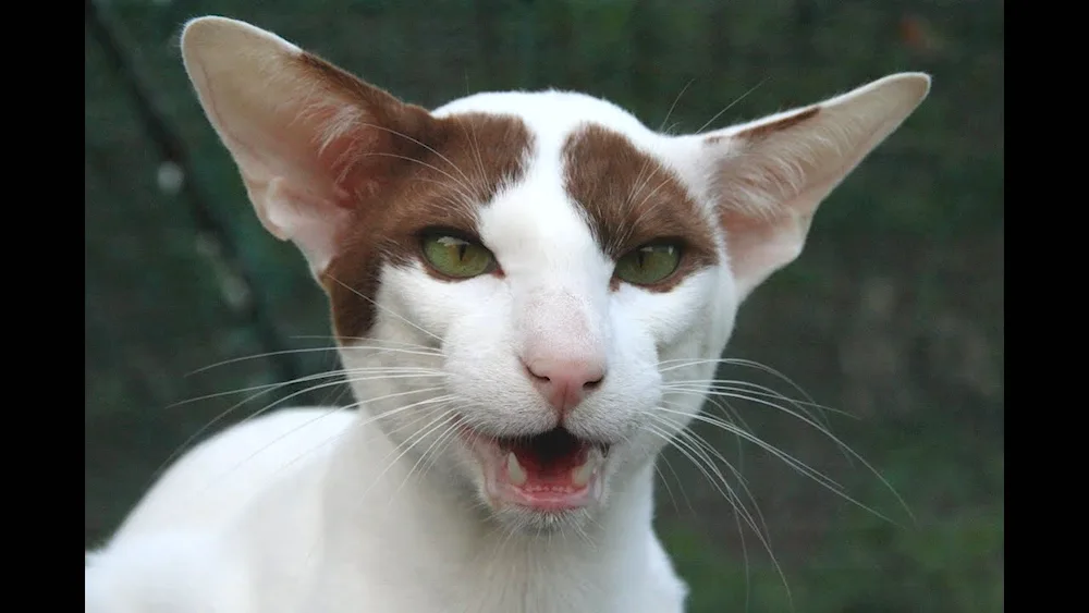 Ear cat breed Oriental cat