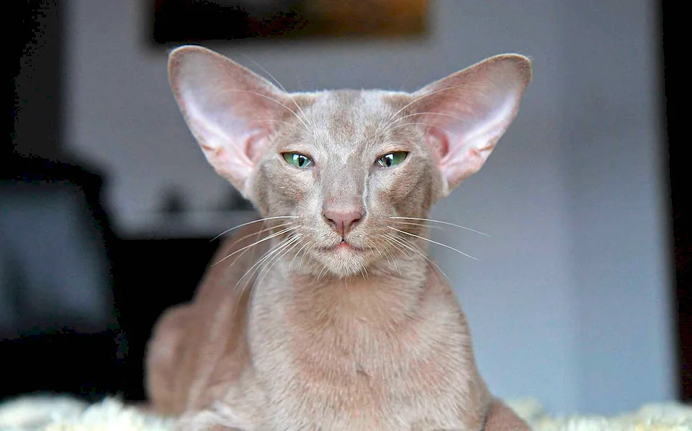 Eared cat breed Oriental