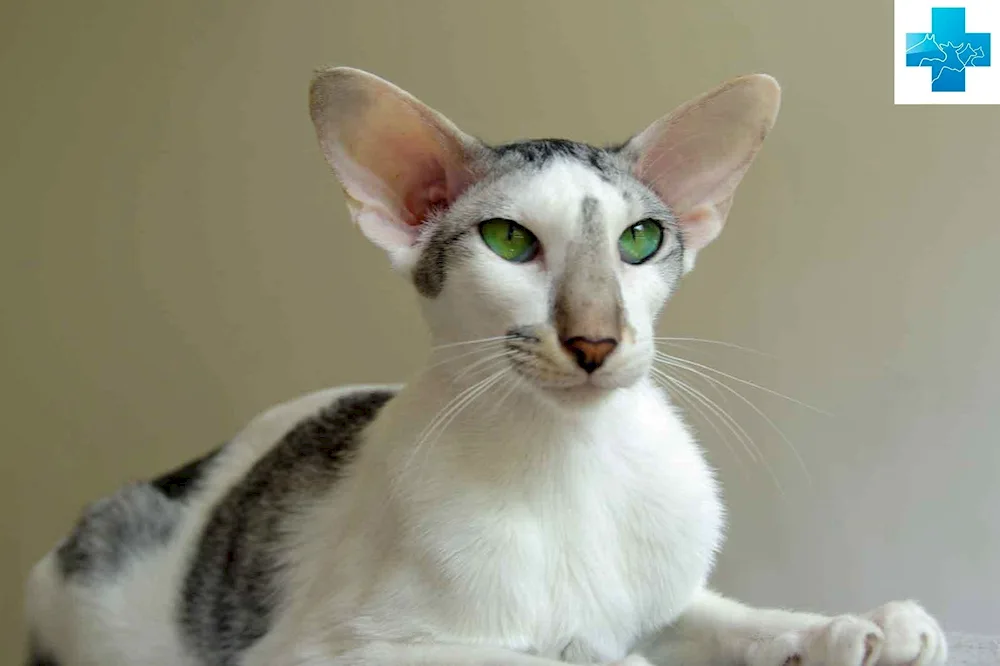 Devon Rex white