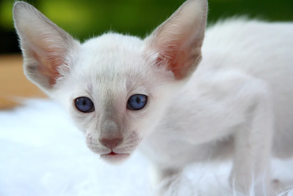 Oriental cat grey