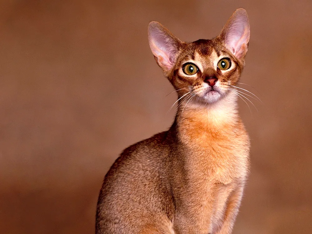 Abyssinian cat