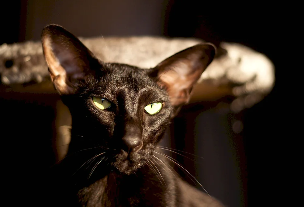 Oriental cat Georgian