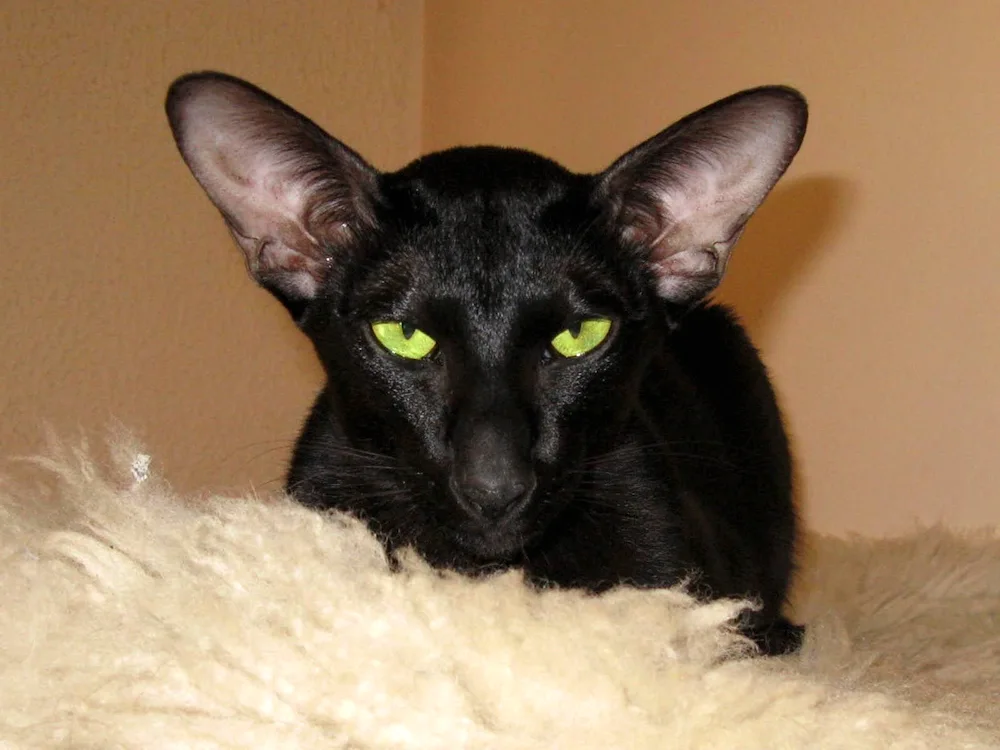 Oriental catCornish rex Georgian