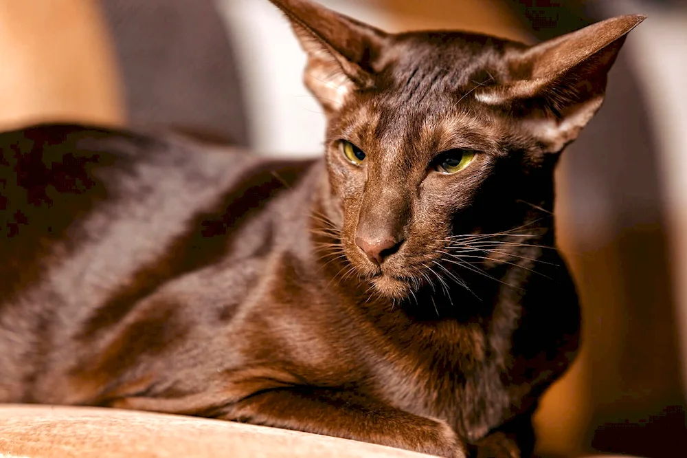 Black Oriental cat